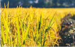 聚焦食品安全丨國(guó)抽視角之食用農(nóng)產(chǎn)品篇